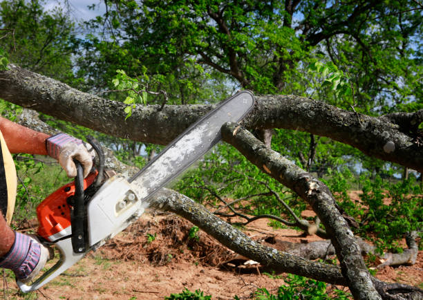 How Our Tree Care Process Works  in  Salina, KS